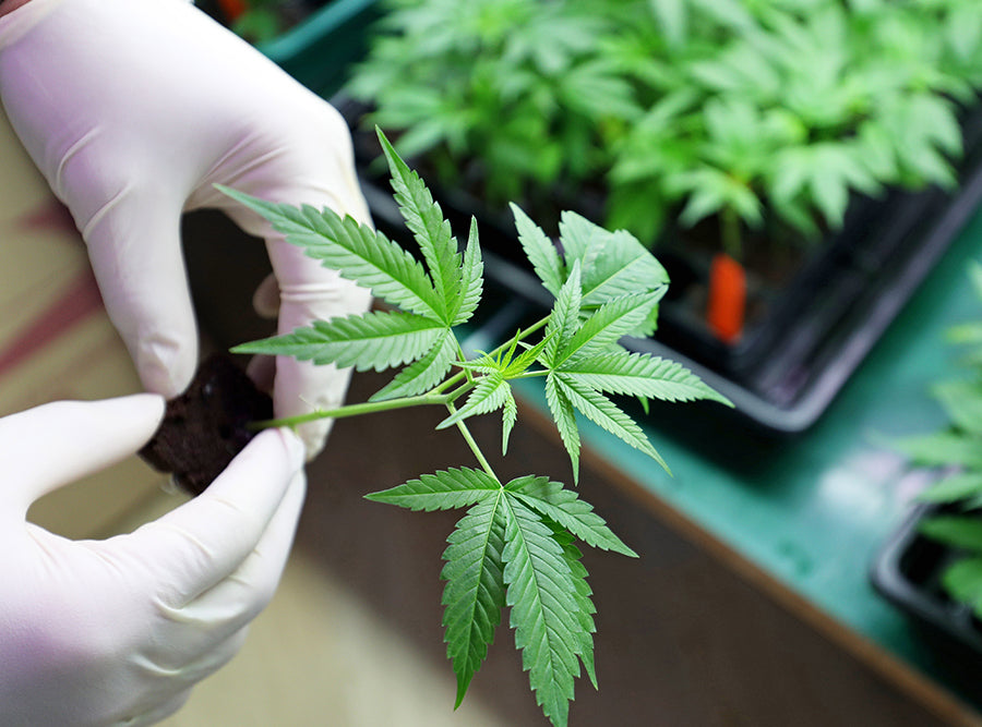 Organic Marijuana Leaves