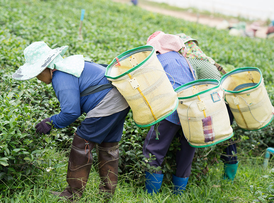 Fresh Organic Tea Leaves