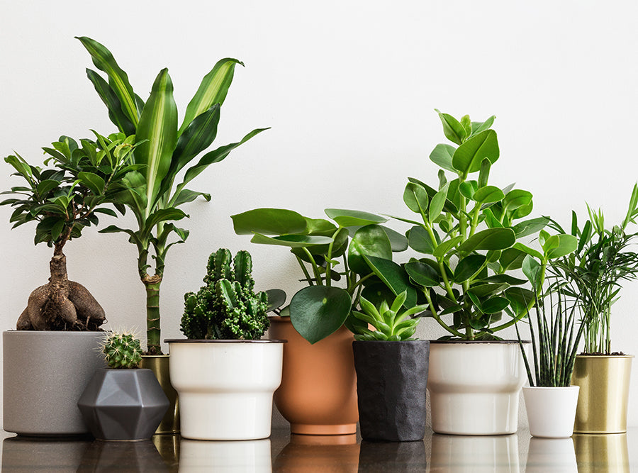 Interior Plants Collection