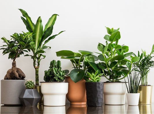 Interior Plants Collection
